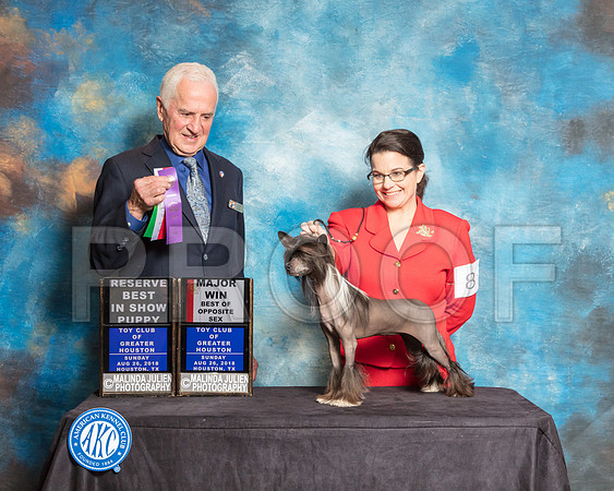 Chinese Crested #8 Sun BOS Maj Judge Ted Eubank-SSR_9290-Hstn2018-HR3