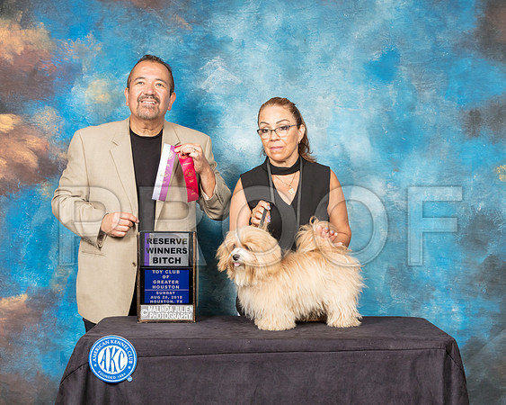 Havanese #14 Sun RWB-SSR_9171-Hstn2018-HR3