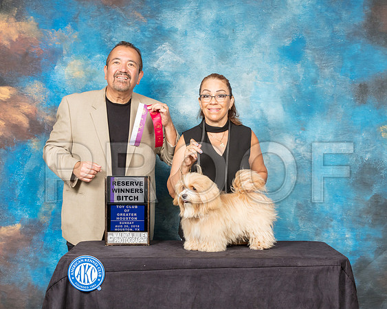 Havanese #14 Sun RWB-SSR_9174-Hstn2018-HR3