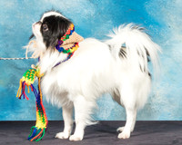Japanese Chin Jan Sun