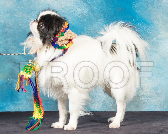 Japanese Chin Jan Sun-SSR_9152-Hstn2018-HR3