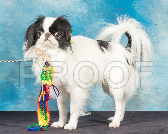 Japanese Chin Jan Sun-SSR_9154-Hstn2018-HR3