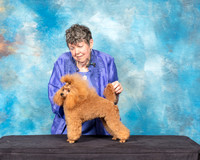 Toy Poodle #11 Sun