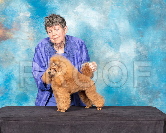 Toy Poodle #11 Sun-SSR_9302-Hstn2018-HR3