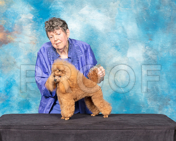 Toy Poodle #11 Sun-SSR_9303-Hstn2018-HR3