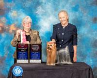 Yorkshire Terrier #11 Sun BOS OHBOB Judge Mary Napper