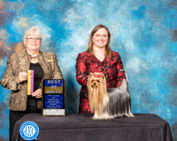 Yorkshire Terrier #18 Sun BOB Judge Mary Napper
