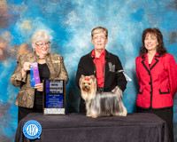 Yorkshire Terrier #36 Sun WB Maj Judge Mary Napper