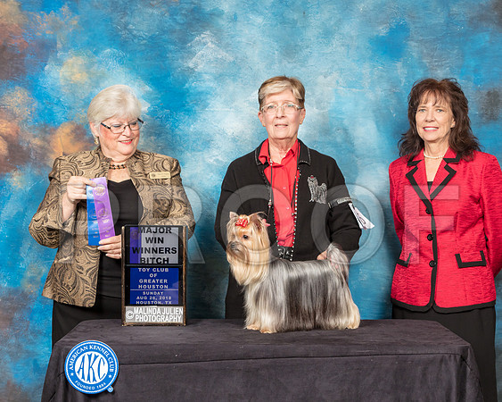 Yorkshire Terrier #36 Sun WB Maj Judge Mary Napper-SSR_9235-Hstn2018-HR3