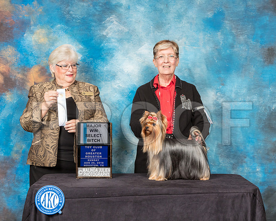 Yorkshire Terrier #38 Sun SB Maj Judge Mary Napper-SSR_9242-Hstn2018-HR3