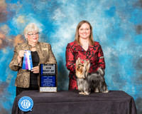 Yorkshire Terrier #7 Sun BOW Judge Mary Napper