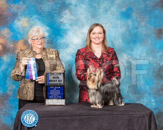 Yorkshire Terrier #7 Sun BOW Judge Mary Napper-SSR_9238-Hstn2018-HR3