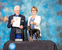 Toy Manchester Terrier #6 Sun PG4 Judge Ted Eubank