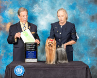 Yorkshire Terrier #11 Sun OHG2 Judge John Ioia