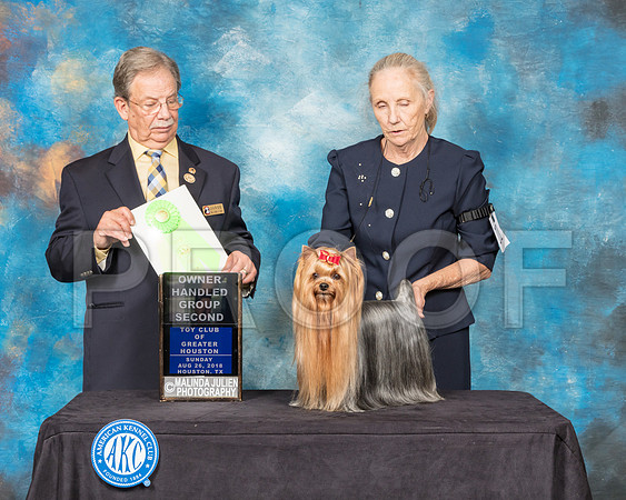Yorkshire Terrier #11 Sun OHG2 Judge John Ioia-SSR_9310-Hstn2018-HR3