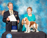 Cavalier King Charles Spaniel #9 Sun OHG4 Judge John Ioia