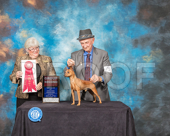 Miniature Pinscher #5 Sun G2 Judge Mary Napper-SSR_9322-Hstn2018-HR3