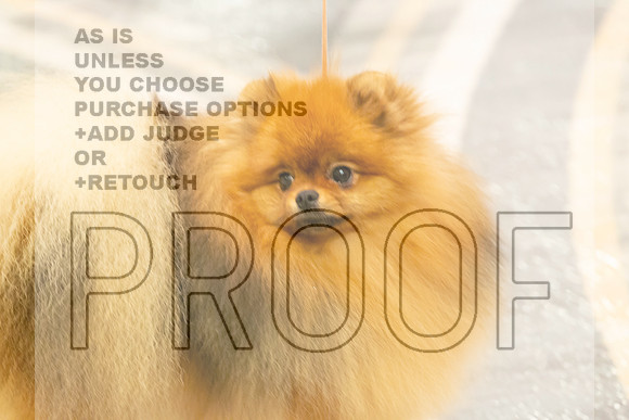 Pomeranian Thurs 9to12B Specialty-2_2388-HstnToy21-HR3