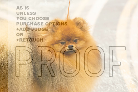 Pomeranian Thurs 9to12B Specialty-2_2390-HstnToy21-HR3