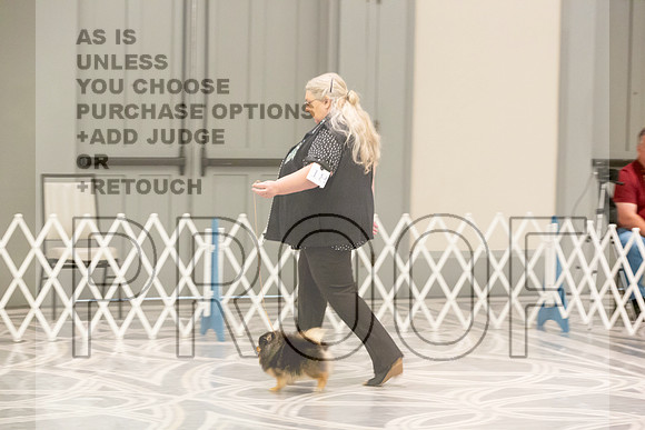 Pomeranian Thurs 9to12B Specialty-2_2391-HstnToy21-HR3