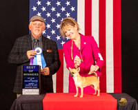 Chihuahua Smooth Coat #12 Sun BOW Judge_Rodney_Merry
