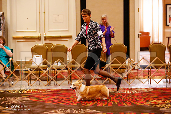 _JJ_9217-HstnCorgiFeb2015-HR3