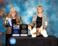 Shih Tzu #10  Sun BOW Maj Best Puppy Judge Mary Napper