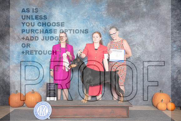 Doberman Pinscher #J500 RBJr Judge Leonore Abordo__JP_8751_Humble_2024_HR3