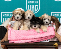 Lowchen Pups 1