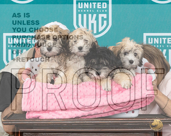 Lowchen Pups 1__JP_2223_Premier_2024_HR3