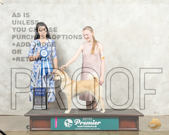 Norwegian Buhund #1071 Sat G1 Judge Diana Brumbaugh__MJ_8485_Premier_2022_HR3
