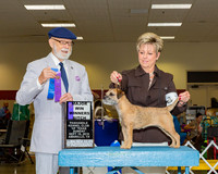 Border Terriers #14 Sun Maj WB Schwartz Gail Judge Dr Dale D Simmons