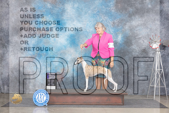 Whippet #10 Fri WB Judge Ann Roth__JP_6309_Amarillo_2024_HR3