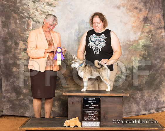 Klee Kai Fri S1 BstPppy Sheila Sweet Judge Audry Reed-SSR_9443-MrshllUKC2018-HR3