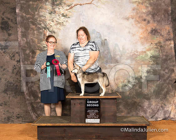 Alaskan Klee Kai Sun S2 G2 Sheila Sweet-SSR_9738-MrshllUKC2018-HR3