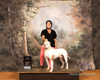 American Bulldog Sun S1 NCh Christine Wills