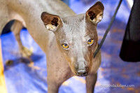 American Hairless Terrier Sat