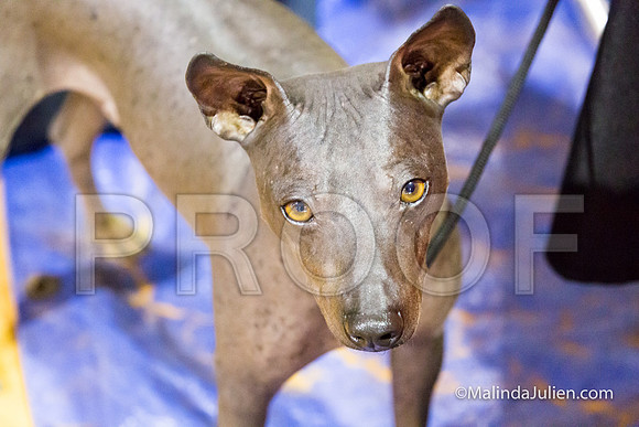 American Hairless Terrier Sat-JJJ_8319-MrshllUKC2018-HR3