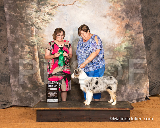 Australian Shepherd Fri S2 BOB G3 Irene Haefner Judge Debbie Mitchell-SSR_9461-MrshllUKC2018-HR3