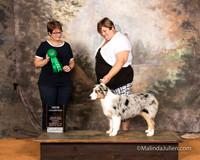 Australian Shepherd Sun S2 NCh Irene Haefner Judge Tina
