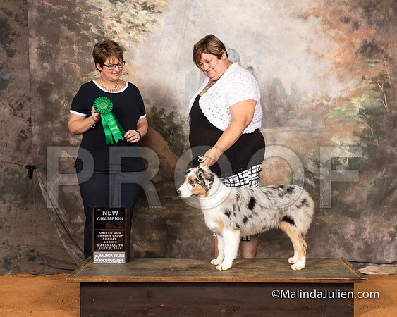 Australian Shepherd Sun S2 NCh Irene Haefner Judge Tina-SSR_9892-MrshllUKC2018-HR3