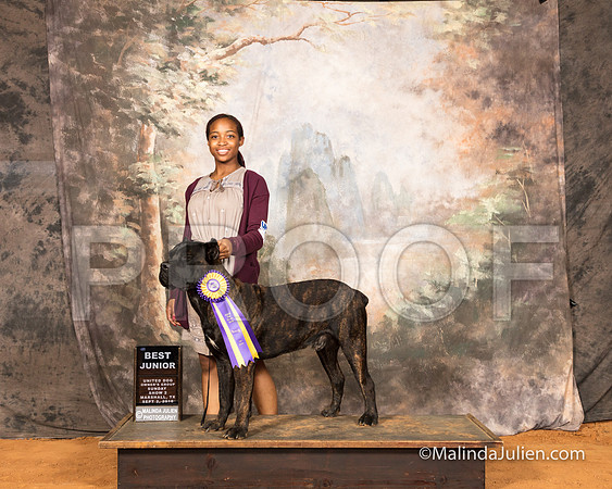 Cane Corso Sun S2 Best Jr Madison Morgan-SSR_9811-MrshllUKC2018-HR3