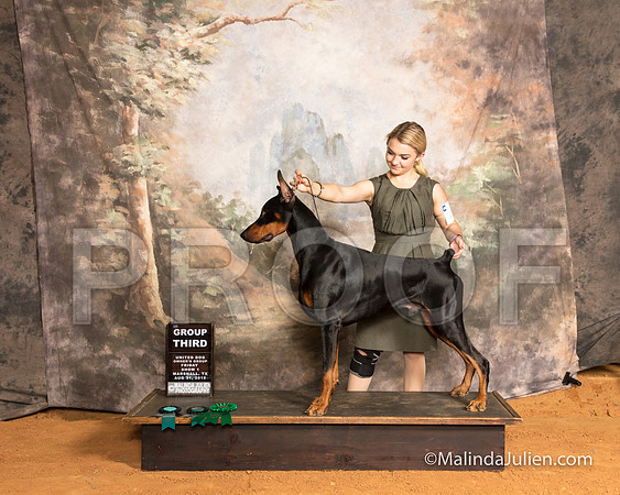 Doberman Pinscher Fri S2 Elaine Richman-SSR_9450-MrshllUKC2018-HR3