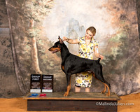 Doberman Pinscher Sat S2 G1 G2 Elaine Richman