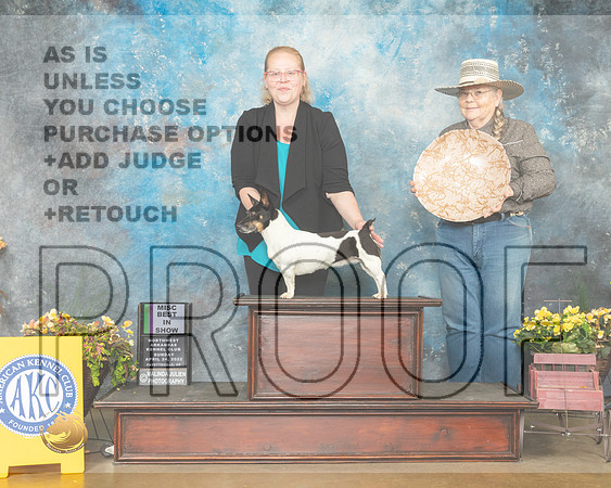 Teddy Roosevelt Terrier #10 Sun BIMisc Judge Laurie Telfair-MMJ_1676-NWARK2022-HR3
