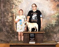 French Bulldog Sun S2 BM Cheri Williams
