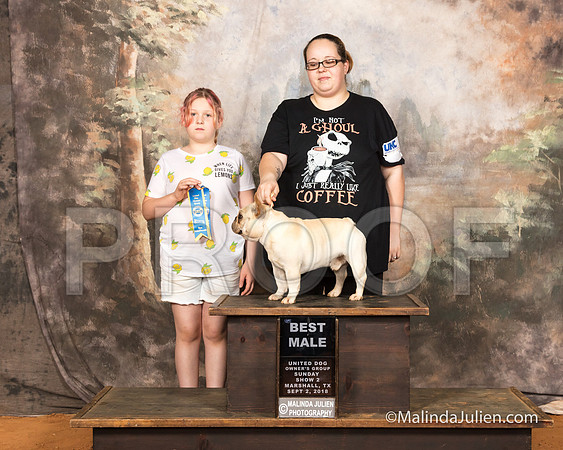 French Bulldog Sun S2 BM Cheri Williams-SSR_9905-MrshllUKC2018-HR3