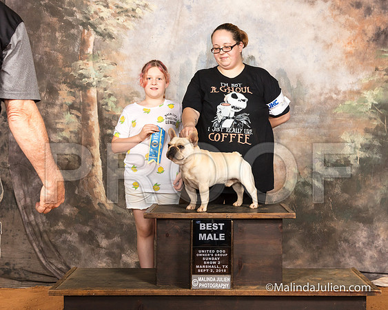 French Bulldog Sun S2 BM Cheri Williams-SSR_9906-MrshllUKC2018-HR3