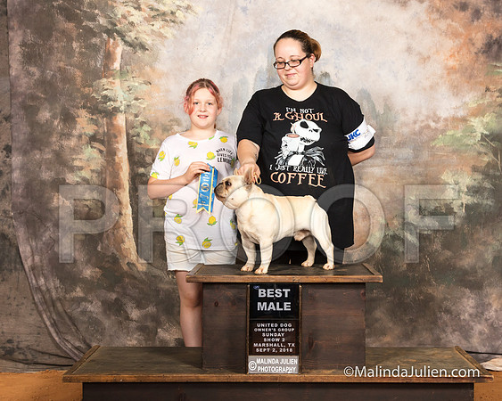 French Bulldog Sun S2 BM Cheri Williams-SSR_9907-MrshllUKC2018-HR3