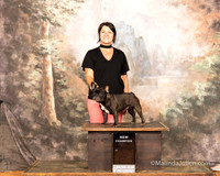 French Bulldog Sun S2 NCh Christine Wills